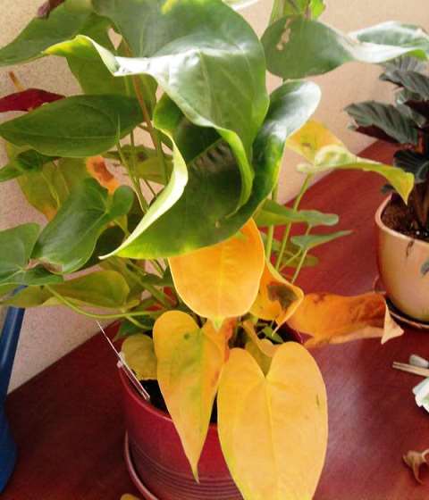 антуриум желтеют листья фото