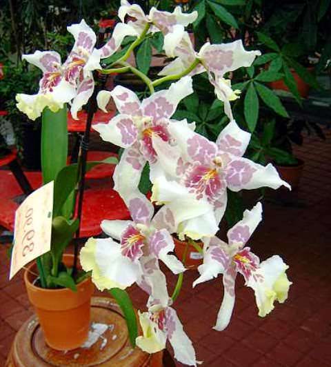 орхидея камбрия уход в домашних условиях фото