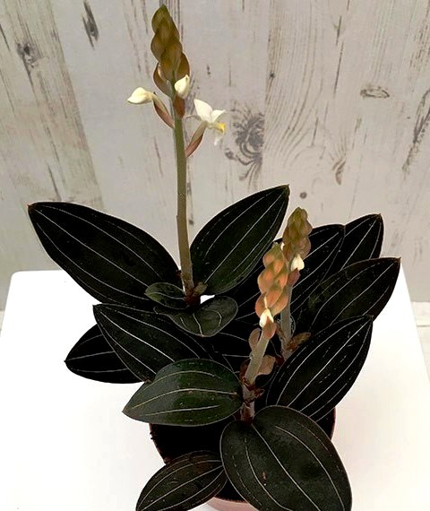 драгоценная орхидея лудизия