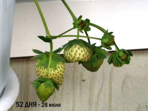 Фотоинструкция как вырастить клубнику дома