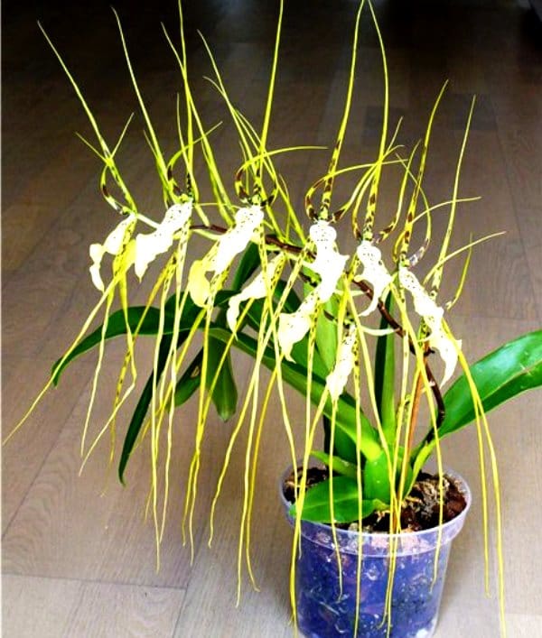 брассия орхидея паук фото