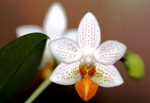 мини орхидеи фото