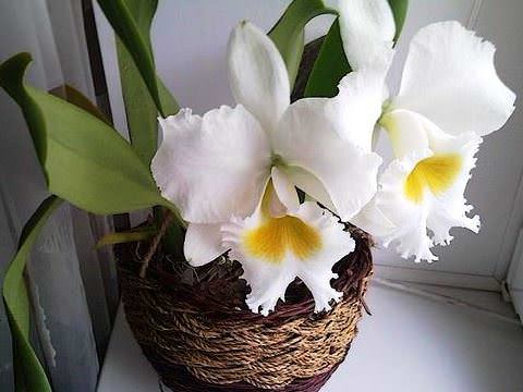 Орхидея Каттлея фото 2