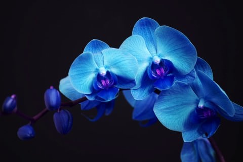 орхидея синего цвета фото