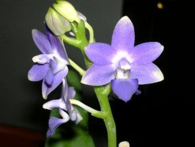 виды орхидей фото и названия