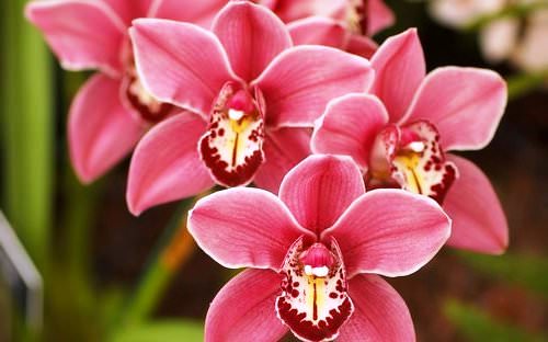Некоторые советы по уходу за орхидеями Zastavit-orhideyu