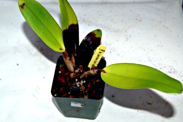 фитофтора орхидных фото