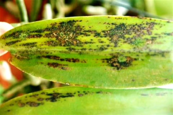 болезни орхидей фаленопсис фото