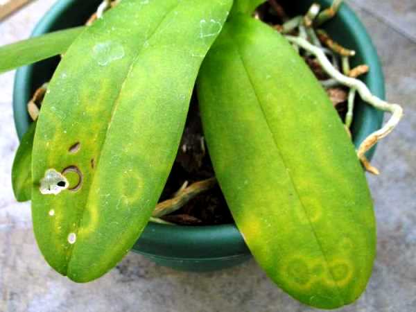 Вирусы орхидей фото