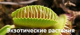 Комнатные экзотические растения