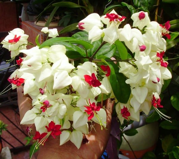Clerodendrum-