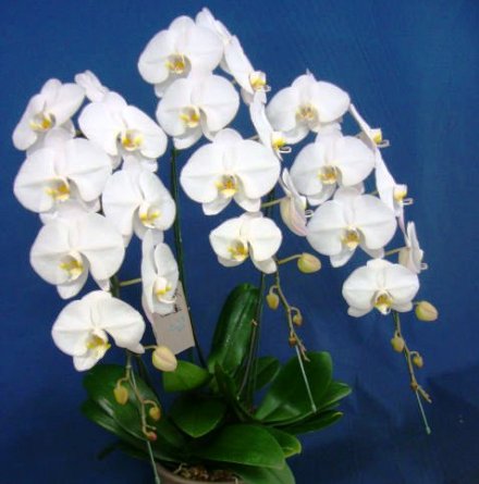Орхидея фаленопсис голубая фото 4