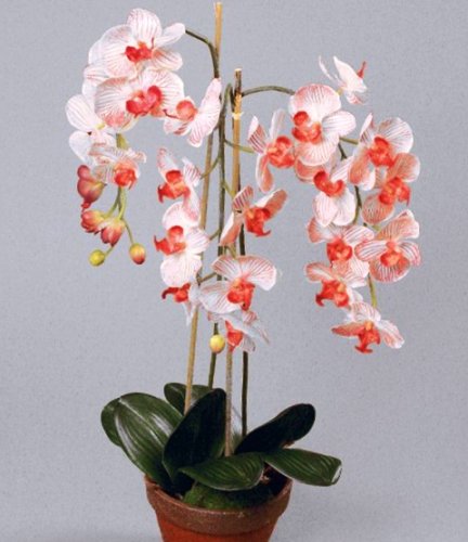 уход орхидей в домашних условиях для начинающих