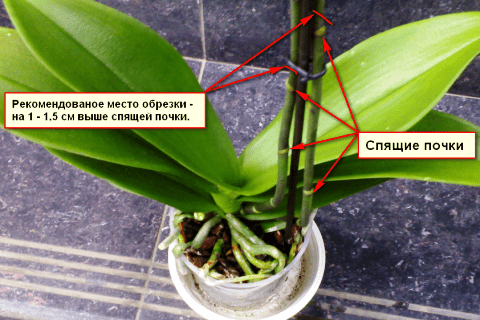 Места обрезки орхидеи фото
