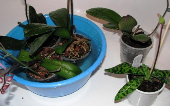 как купать орхидеи правильно в домашних условиях