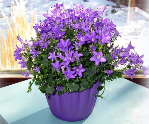 Campanula