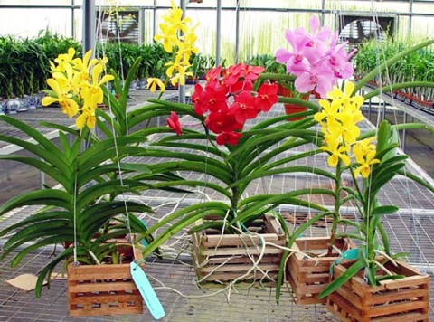 орхидея ванда уход в домашних условиях фото