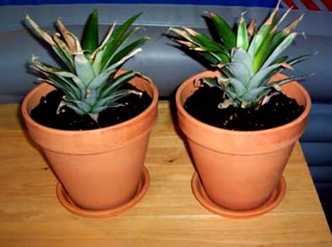 how to grow pineapple from the top