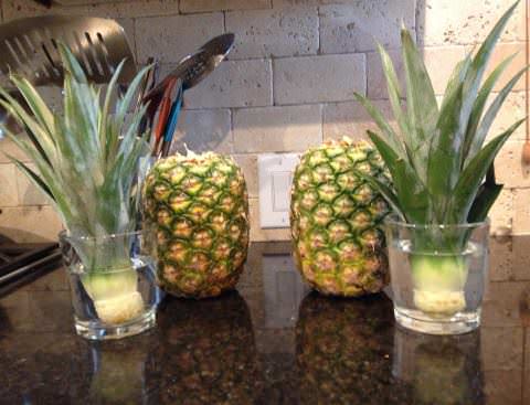 indoor pineapple cultivation