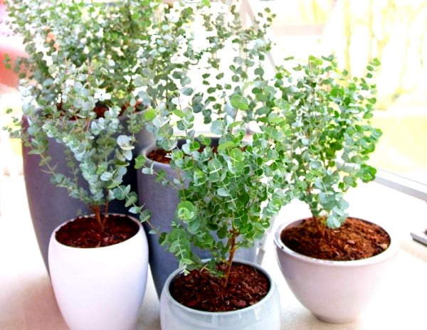 eucalyptus azura min