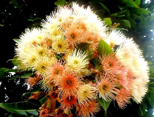 eucalyptus flowers min