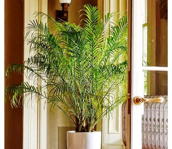 финиковая пальма в домашних условиях фото  