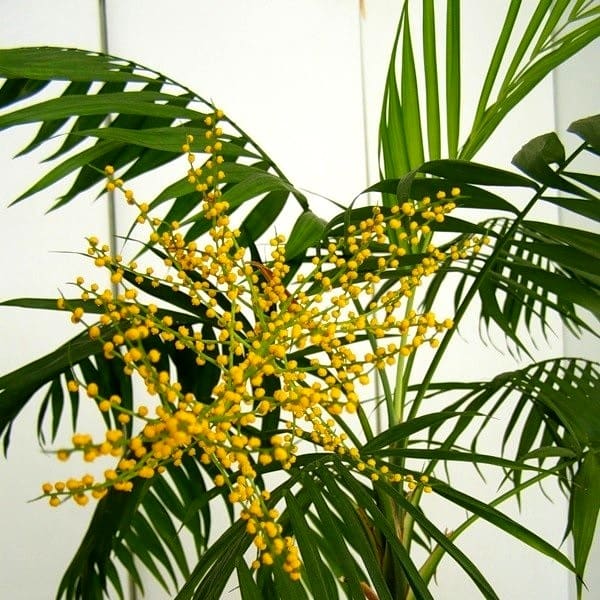 пальма хамедорея фото