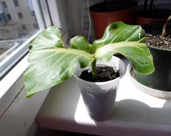 Medinilla magnifica