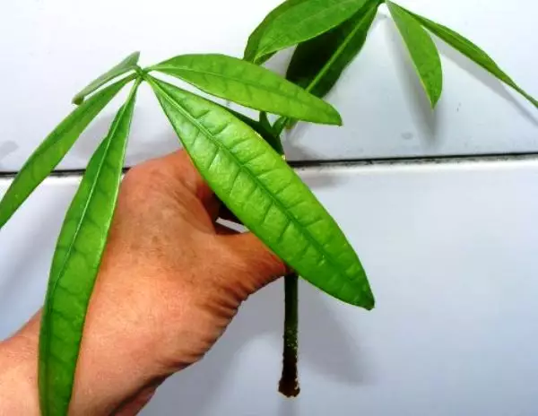 Pachira aquatica