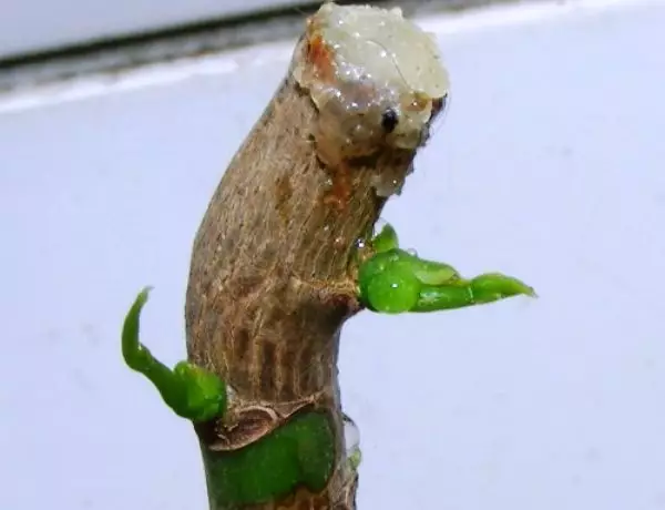 Pachira