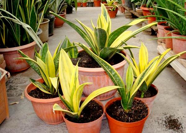 Sansevieria