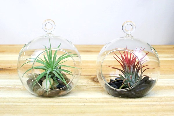 Tillandsia