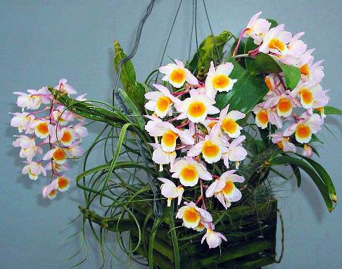 Dendrobium Nobile