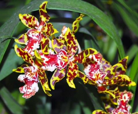 Орхидея  Онцидиум фото