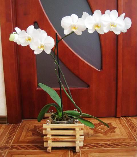 Орхидея в деревянной корзинке