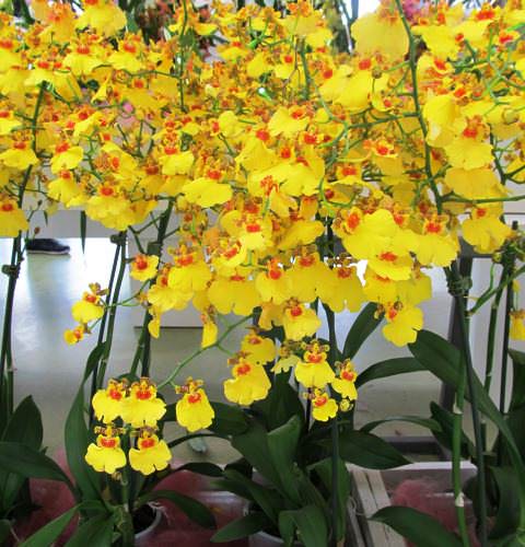 Орхидея Онцидиум фото