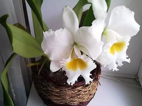 Каттлея