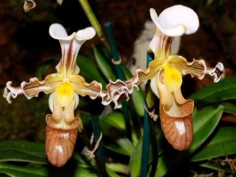 ФОто орхидея пафиопедилум