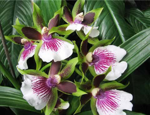 Орхидея зигопеталум фото 2