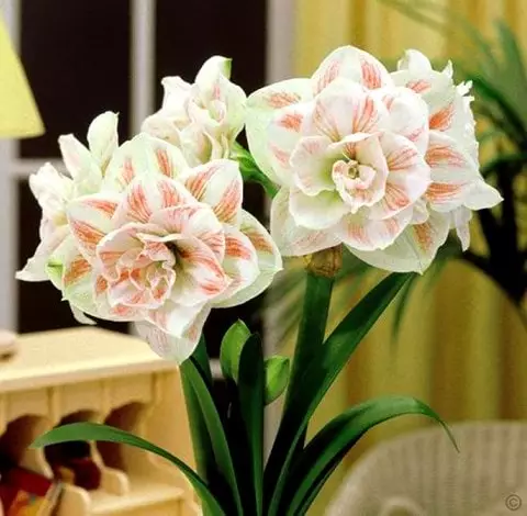 hippeastrum