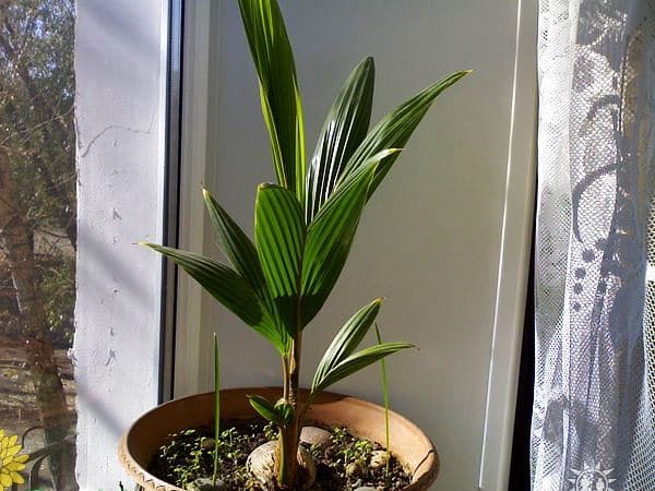 пальмовые комнатные растения - кокос