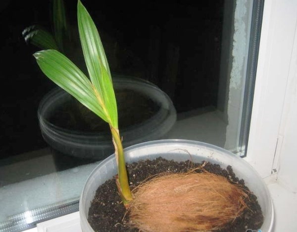 как вырастить кокос фото