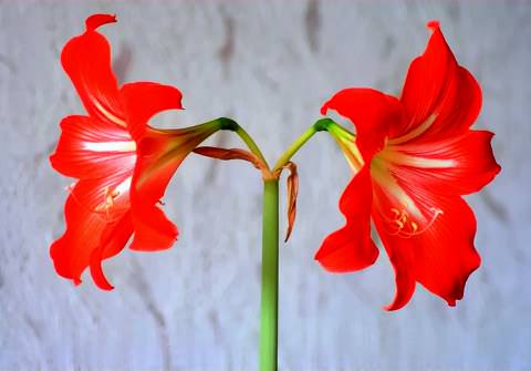 цветок амариллис фото