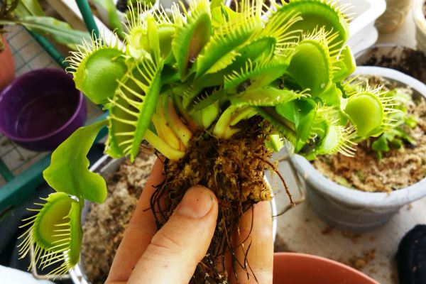пересадка Dionaea muscipula