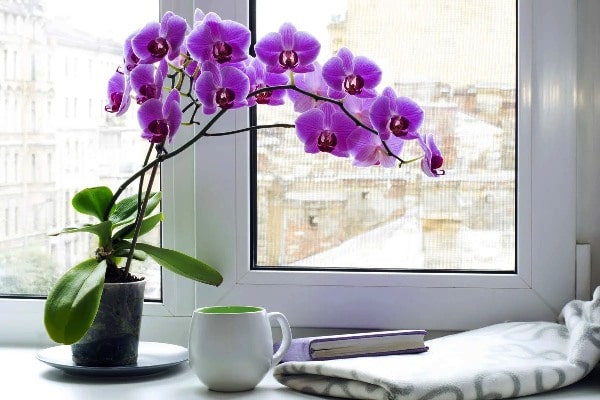 зимний уход за орхидеями