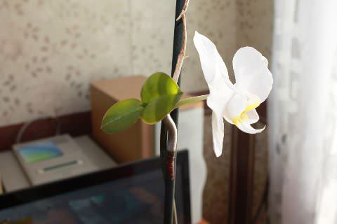 Как Выглядят Детки Орхидеи Фото