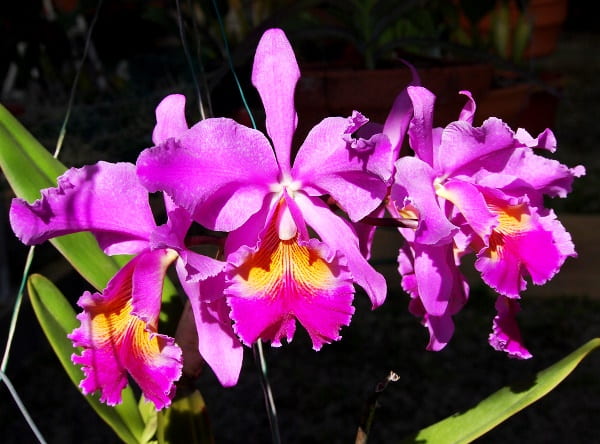 гибриды орхидных