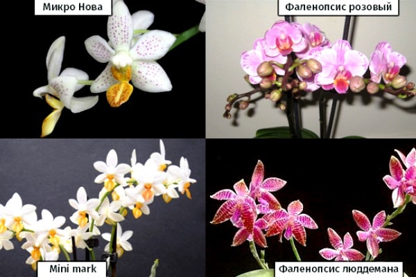 названия орхидей