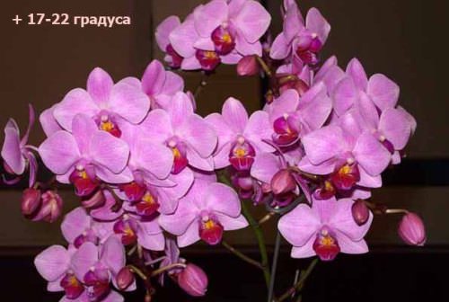 Лучшая температура для цветения орхидеи