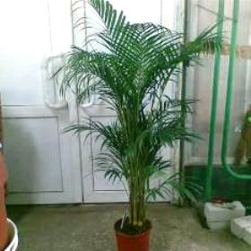 Хризалидокарпус - пальма из Mадагаскара